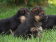 Chiot berger alemand