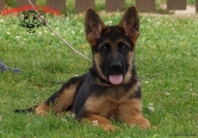 chiot berger