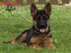 chiot berger