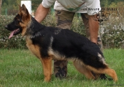 Heffy at 6 months old