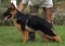 Heffy at 6 months old