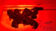 chiots à 1 jour