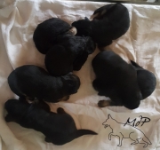 chiots à 1 semaine