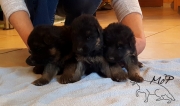 MALES - 2 SEMAINES