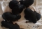 chiots à 1 semaine