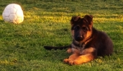 mini 3 mois