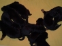 Album Naomi x Danko 2015