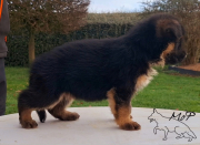 Femelle-rose-5-weeks