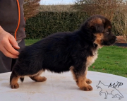 Femelle-violet-5-weeks