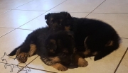 IMG-20190113-WA0001