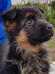 OSKA-TETE-P-2MOIS