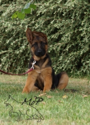 chiot