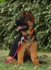 chiot1