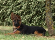 chiot3