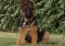 chiot