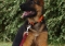 chiot1