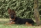 chiot3