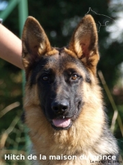 Tête Hitch