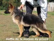 Position Heffie