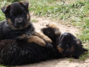 Chiots berger allemand poil court et long