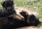 Chiots berger allemand poil court et long