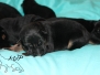 chiots hera x aldo 2015