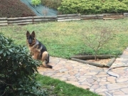 nash