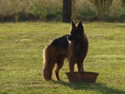 Berger allemand mâle
