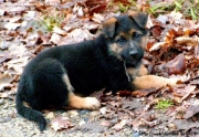 Echo grand chiot