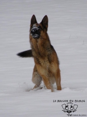 Contesse et les flocons