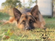 Echo le tendre