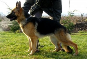 C'Daka vom haus ofelius