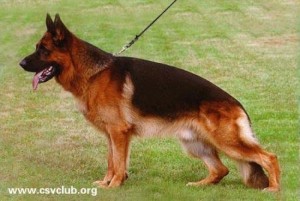 Whisky vom bierstadter hof VA1 (CHN)