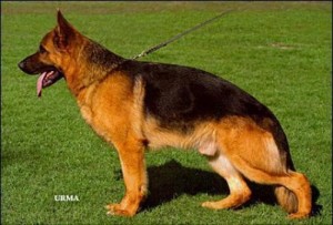 Bax von der luisenstrasse VA1