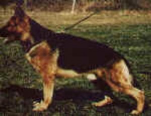 Flex von der wienerau V