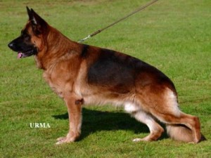 Esko vom danischen hof VA3