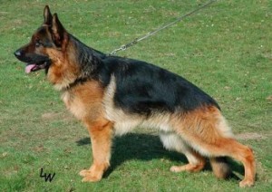 Basko vom deininghauser park