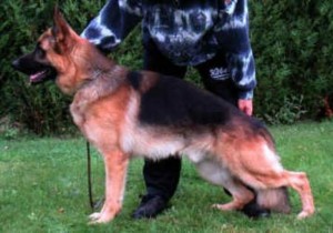 Tesko de parilly VA4 (F)