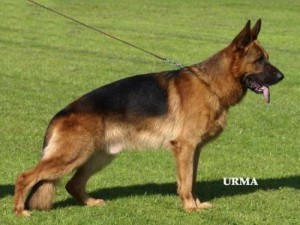 Quantum von arminus VA2