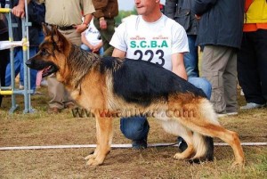 Yenno d'ulmental V20 (F)