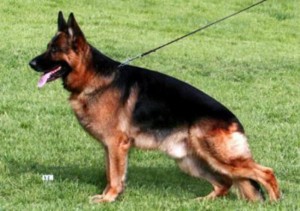 Yak vom Frankengold V3