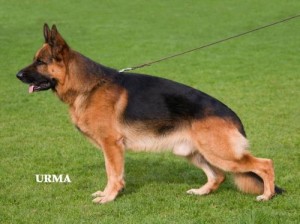 Odin vom Holtkämper Hof VA1 (NL), VA2 (D)