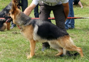 Gulli de la maison du prince