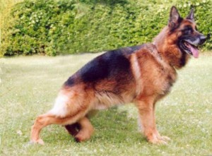 Moro dell'Ambra Selvaggia