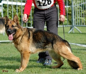 Tessy de la castelviroise