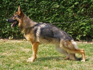 Aliace des servants de cernunnos V