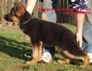 GANDJA de la maison du prince