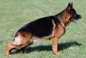 Quandro van Barendika V