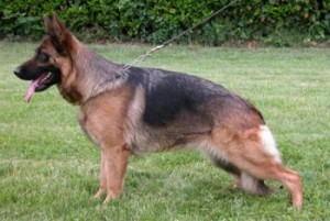 Zilla Di Casa Beggiato