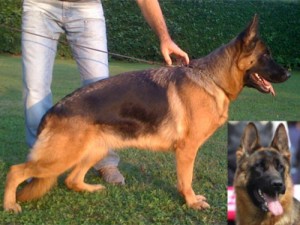 Heidi di Casa Beggiato